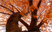 多语言支持的在线轰炸电话软件版