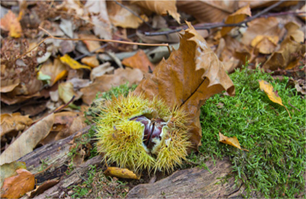 永久免费轰炸电话网页版